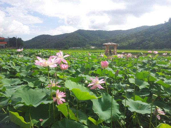 작성: 한국 네티즌본부