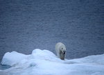 아라온호에 인사하는 북극곰