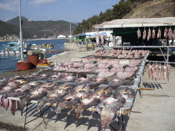 사진이 안보일 때→우측클릭→'사진보기' 클릭, OK. ☞작성: Daum카페: 한국 네티즌본부