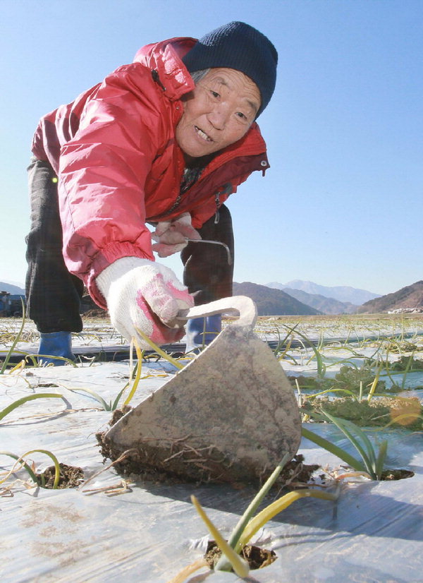 사진이 안보일 때→우측클릭→'사진보기' 클릭, OK. ☞작성: Daum카페: 한국 네티즌본부