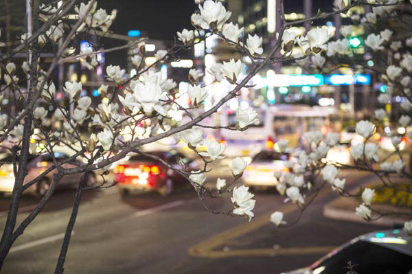 사진이 안보일 때→우측클릭→'사진보기' 클릭, OK. ☞작성: Daum카페: 한국 네티즌본부