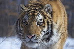 사라져 가는 야생동물을 찾아서 <20> 시베리아 호랑이