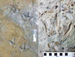 울산 반구대서도 공룡발자국 30개 추가 발견