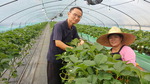 귀촌 <25> 양산 ‘행복한 딸기 농장’