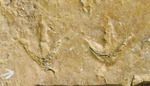 사천 비토섬 물갈퀴 새 발자국 화석, 1억1000만 년 전 국내 最古로 확인
