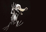 ‘도널드 덕’ 화석·몸 속 혈관…기묘한 예술 실험실