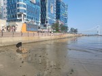광안리 해변 조개 취식 논란에…수과원 “문제 없다”