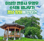 ‘우영우 팽나무’ 창원에 있어요…관광객 유치전
