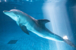방류 앞둔 남방큰돌고래 ‘비봉이’ 야생적응 훈련 시작