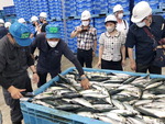 나가사키 공동어시장 가다 <하> 풀지 못한 과제 ‘자동선별기’