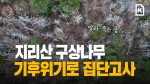 [60초 뉴스]지리산 구상나무, 기후위기에 집단 고사