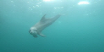 방류 앞둔 남방큰돌고래 ‘비봉이’ 야생적응 훈련 재개