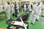 수과원 흑범·큰돌고래 폐사체 해부 조사