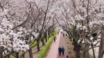[60초 뉴스]부산 벚꽃 대부분 ‘만개’ 접어 들어…다음주 절정 이를 듯