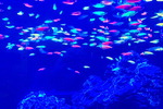 부경대학교- 해양환경 감시용 형광물고기 개발…수산물 이용한 대체육도 연구
