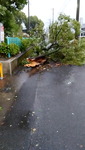 일본 규슈 주민 133만 명 대피령…최대 300㎜ 폭우에 교통 마비