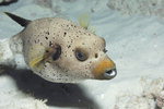 �ڼ��� ������ Sea ���丮 <6> ����