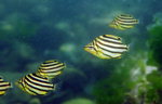 �ڼ��� ������ Sea ���丮 <7> ���� ���� ������ �پ缺