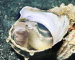 �ڼ��� ������ Sea ���丮 <9> ���� ����� �ٴٵ�����