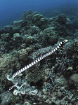 �ڼ��� ������ Sea ���丮 <12> �ٴ� ������� ����