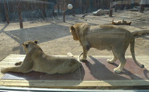 ��õ�忡 Ư�ı������������� �ܿﳪ��