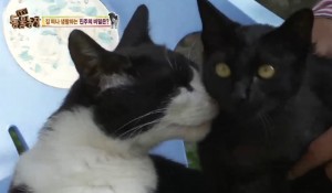 �緮�� ��ɲ� ���������� ����, ���� ã�� 8km ���� ���౺