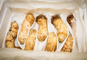 �ݰ��� �̻��ȸ�� ��������ü��� ����ȭ ����