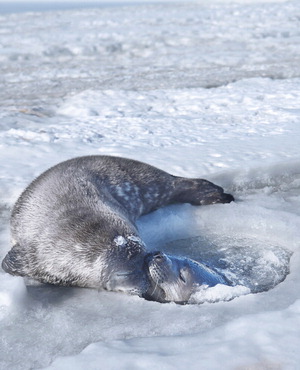 [WIDE SHOT] ������ �ֱ⿡ �������� �ȴ�