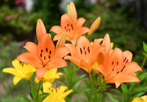 [�ڼ����� ��] '���' ���� �ɸ����� �츮���� ����