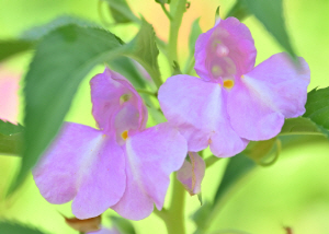 [�ڼ����� ��] ��ǳ�Ѽ����� ȥ�� ����