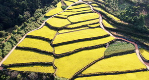 [���䴺��] Ȳ�ݺ����� ���� �ٷ��� ��