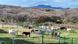 [���䴺��] õ����买 ���ָ� �ܿﳪ�� �غ�