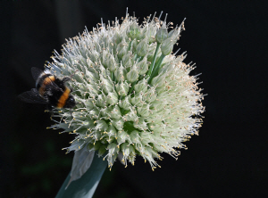 [�ڼ����� ��] �к��� ���� �Ĳ�