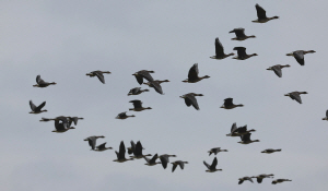 �������� �������� �������÷翣�� �߰ߡ�����ü ������ ���� �ٷ� �Ű���