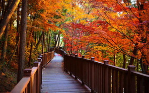 ����ȣ ������, ������ ö�߱� �Բ� �ɾ��(����)