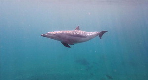 ����ū������ ���� ���� �ؿ��� Ȯ��