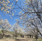 ��ȭ����ÿ� ���ɡ����˱�����������, ���� �����̳ס�