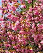 ������, ���� Ŭ���̸ƽ��� �ȴ١��λ�ü�����, �߾Ӱ��� �㺢�� ����