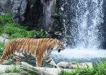 �λ� ��� �泲 �� �ְ� 26��29��������� ����