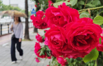 �λ� ��� �泲 �帮�� �� ������ ������ 5~30��
