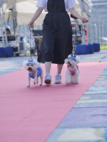�ζ������������� �ݷ��Ρ���ݷ����� �Բ� ��� ��2026 �ζ��������� �ݷ����� ��ȭ���� �����(PET THE ե)��