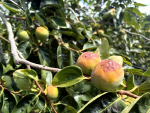 ������ ������ ��û �ܰ��� �޺����� ���� Ŀ, �Ծ��� ū���� ����