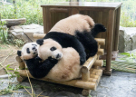 �������� �ֵ��� �Ǵ��ڸ� '���̹ٿ�' '���̹ٿ�', 12���� �߱� ����